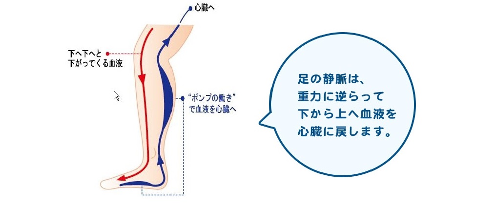 静脈は汚れた血液を心臓に返す血管