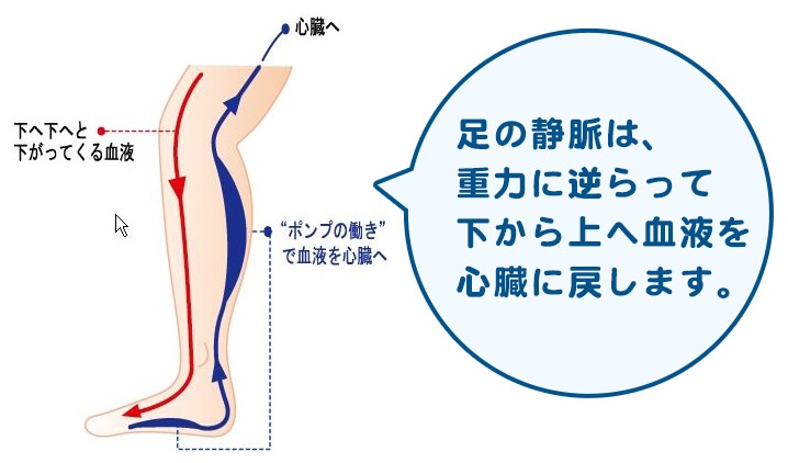 足の静脈は汚れた血液を戻すための血管(SP)