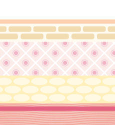 皮膚の溝がなくなり、シワが解消します。