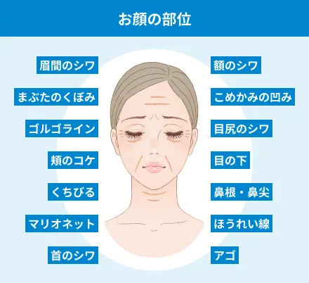お顔の部位