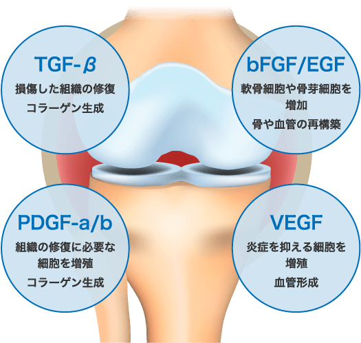 PRPに含まれる成長因子