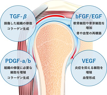 PRPに含まれる成長因子