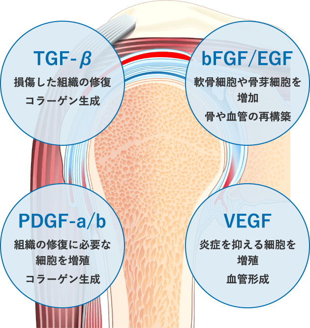PRPに含まれる成長因子